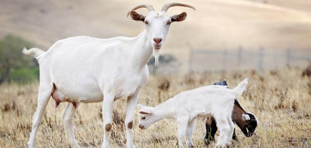 ÙÙ ÙØ¯Ø© Ø­ÙÙ Ø§ÙÙØ§Ø¹Ø² - ÙÙØ¶ÙØ¹